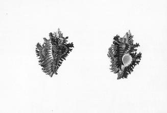 Two Studies of a Shell