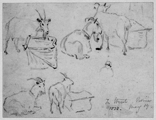 Studies of Goats
