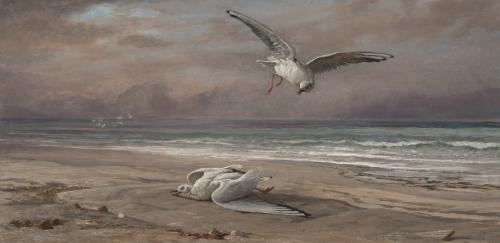 The Dying Sea Gull