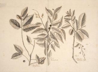 Study of Three Botanical Specimens