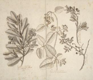 Study of Four Botanical Specimens