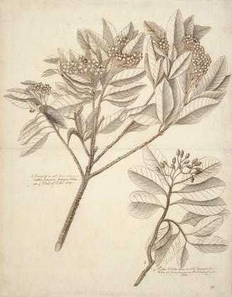 Study of Two Botanical Specimens--Branches with Seeds
