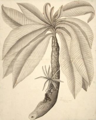 The Anchove Pear Tree Cuba 1741