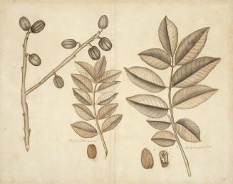 Five Botanical Studies of the Plum Tree
