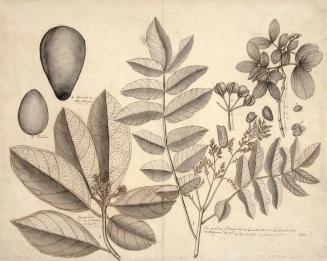 Botanical Study (Plumb Tree and Avacado[sic])