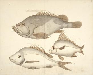 Three Studies of Fish