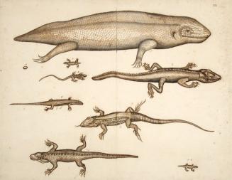 Nine Studies of Reptiles