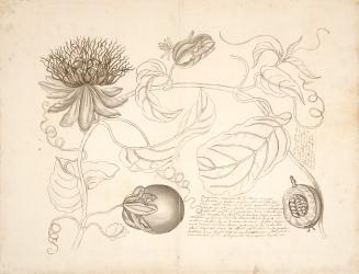 Botanical Study of Fruit, Vine, Flower and Seed Pod