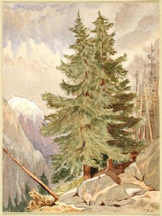 Larch Tree in the Alps, March 18, 1909