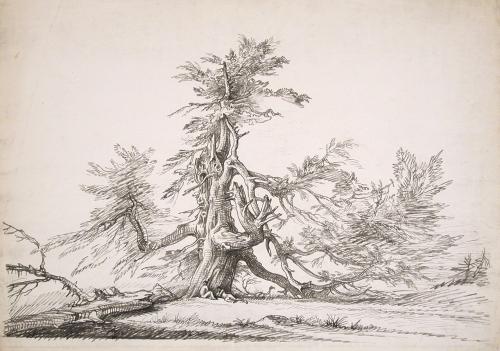 Ancient Cedar, with Two Boys