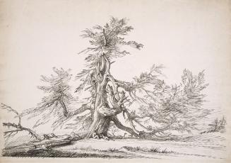 Ancient Cedar, with Two Boys