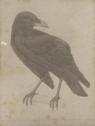 Raven ("The Forest")