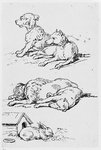 Studies of Dogs and a Rabbit