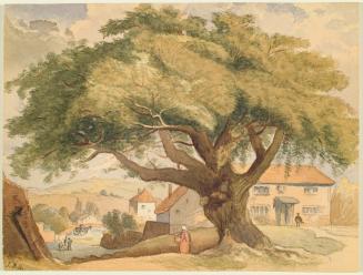 Ash Tree in Surrey