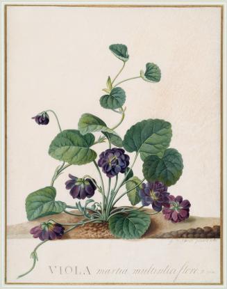 Viola Plant