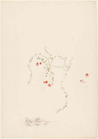 Vitis Idoea Palustris; Symphoricarpos Orbiculatus
