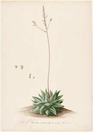 Aloe Africana, Margaritifea Minor, Haworthia Pumila