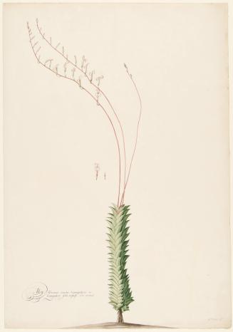 Aloe Africana Erecta; Haworthia Viscosa