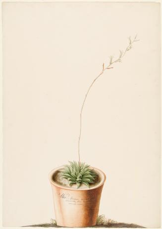 Aloe Africana Minima Atroviridis; Haworthia Herbacea