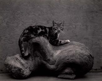 Kitty John on Lili's stump