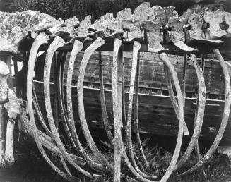Whale Skeleton, Point Lobos