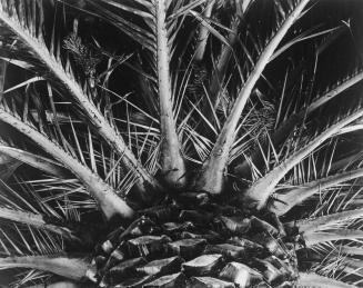 Palm, Carmel