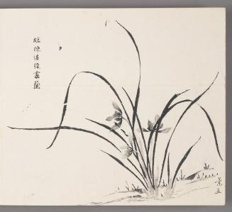 In the manner of Chen Daofu’s orchids with dew 臨陳道復(陳淳)露蘭