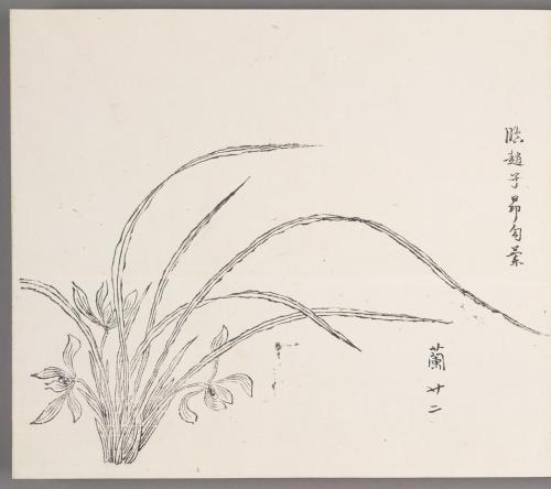 In the manner of Zhao Zi-ang's outlined orchids 臨趙子昻勾蘭