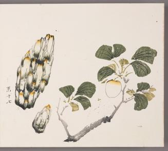 Apricot or Ginkgo branch and Rock 銀杏 (yinxing)