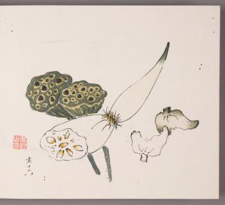 Lotus Root, lotus pods, and water caltrops
