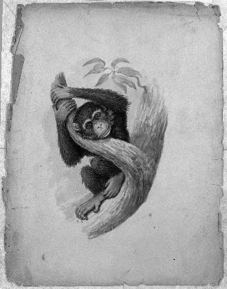 Monkey Sketchbook [leaf 4]