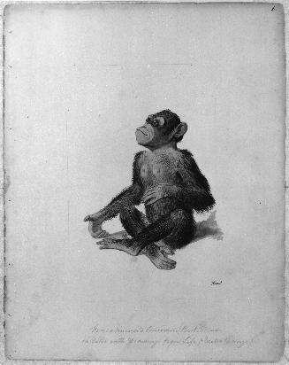 Monkey Sketchbook [leaf 6]