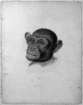 Monkey Sketchbook [leaf 8]