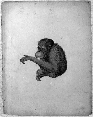 Monkey Sketchbook [leaf 11]