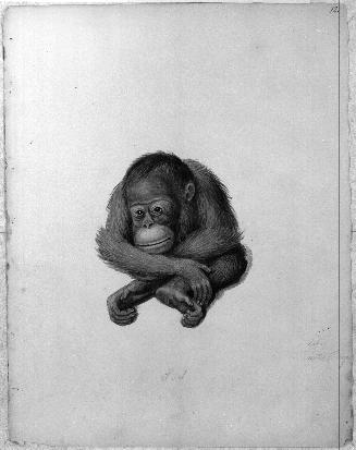 Monkey Sketchbook [leaf 12]