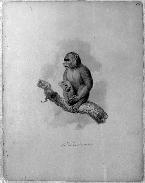 Monkey Sketchbook [leaf 15]