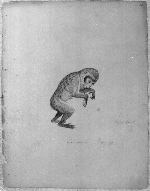 Monkey Sketchbook [leaf 16]