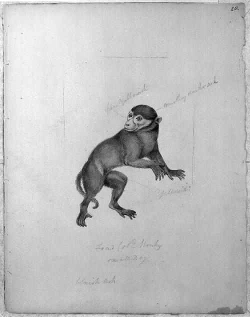 Monkey Sketchbook [leaf 20]