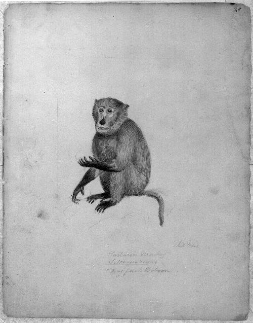 Monkey Sketchbook [leaf 25]