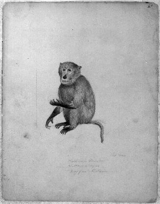 Monkey Sketchbook [leaf 25]