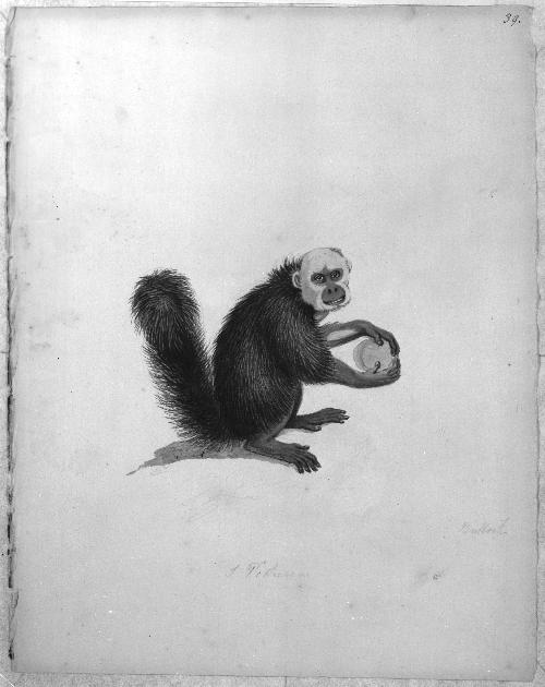 Monkey Sketchbook [leaf 39]
