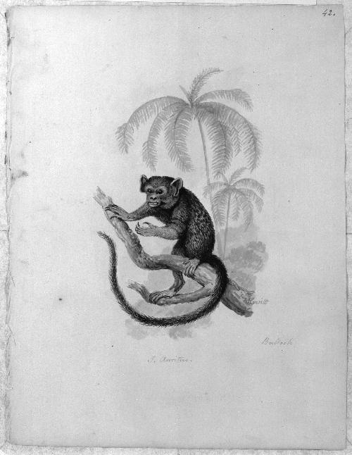 Monkey Sketchbook [leaf 42]