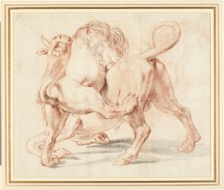 Lion Attacking a Bull