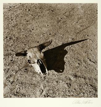 The bleached skull of a steer on the dry sun-baked earth of the South Dakota Badlands May 1936
