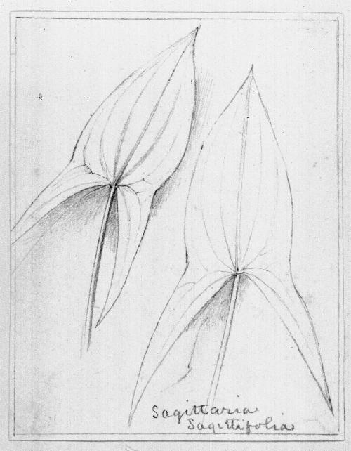 Sagittaria Sagittifolia