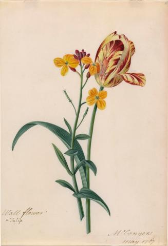 Wallflower and Tulip
