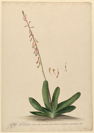 Aloe Africana, Flore Rubro
