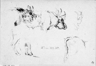 Sketches of Bullocks