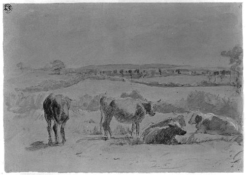 Cattle Resting