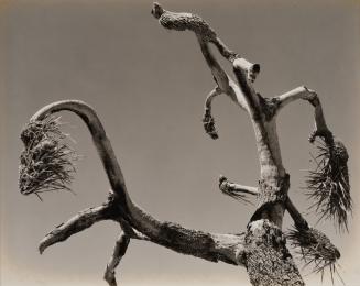 Joshua Tree, Mojave Desert